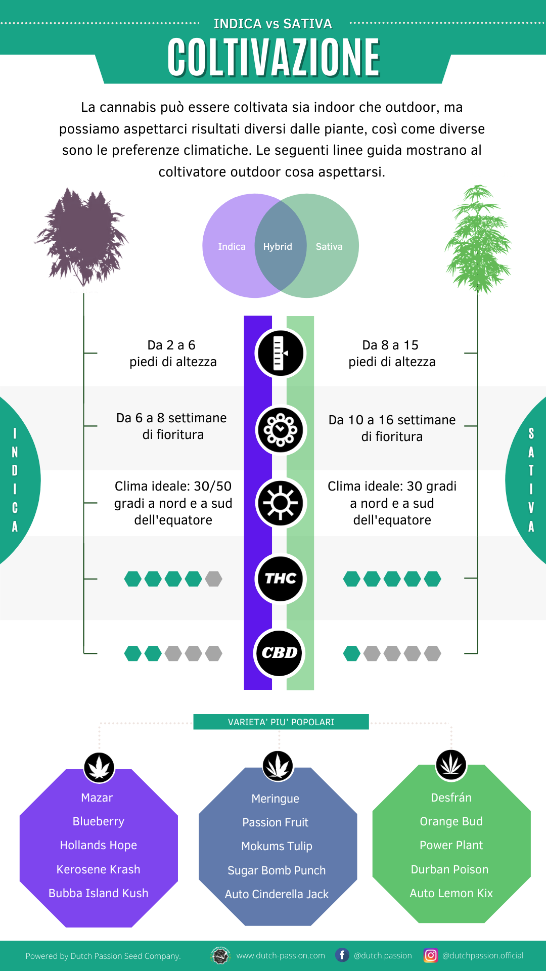 Indica vs Sativa cultivation